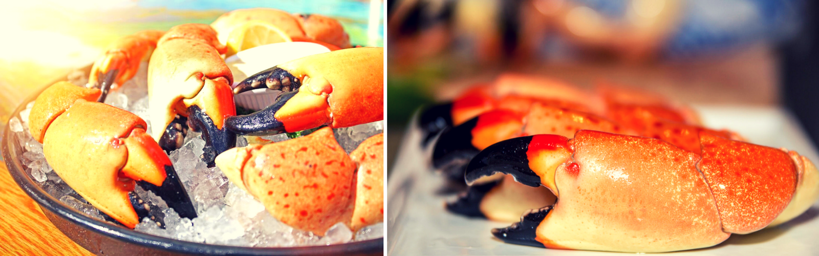Florida stone crab